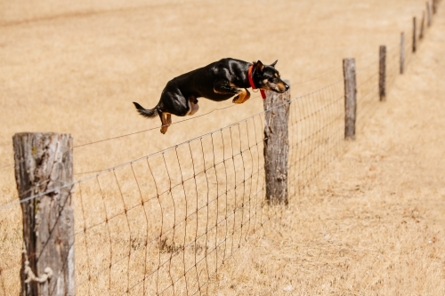 Kelpie jumping a fence