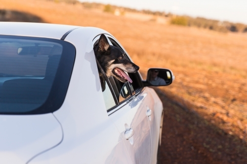 Kelpie panting with head out of car window on dirt road - Australian Stock Image