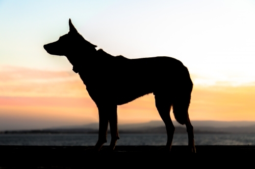 Kelpie silhouette in profile - Australian Stock Image