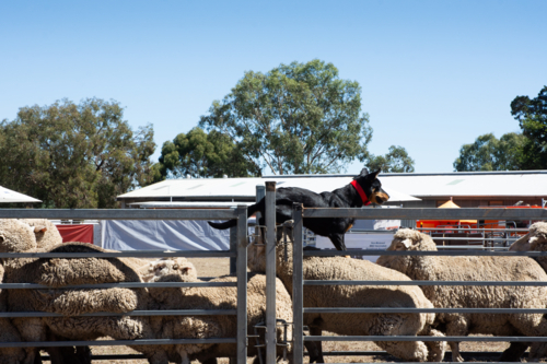 Kelpie standing on sheep - Australian Stock Image
