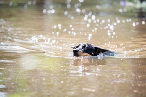 Kelpie swims in flooded river - Australian Stock Image