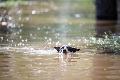 Kelpie swims in flooded river - Australian Stock Image