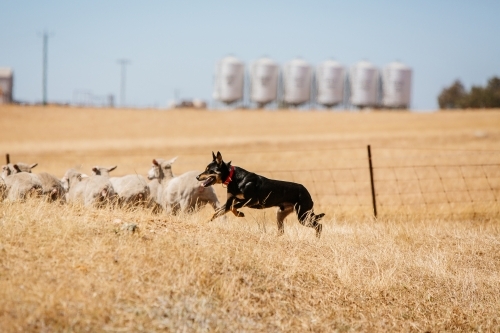 Kelpies and sheep work - Australian Stock Image