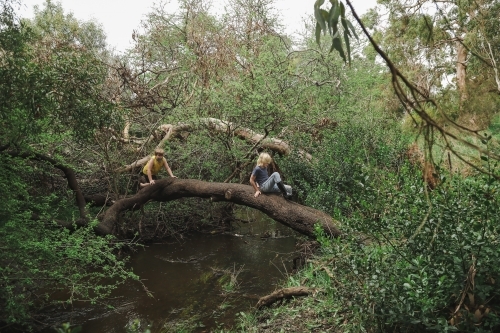 Kids climbing across log bridge over tranquil creek in the bush - Australian Stock Image