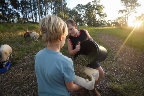 Kids feeding group of Dorper breed sheep in field in golden afternoon light at sunset - Australian Stock Image