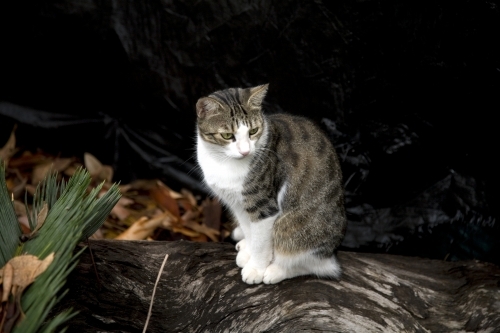 Kitten sitting on a fallen log outside - Australian Stock Image