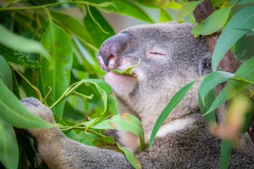 Koala having a look of bliss as it eats eucalyptus leaves from a tree in Australia - Australian Stock Image