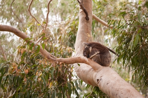 Koala in a tree - Australian Stock Image