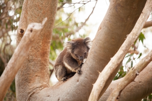 Koala in a tree - Australian Stock Image