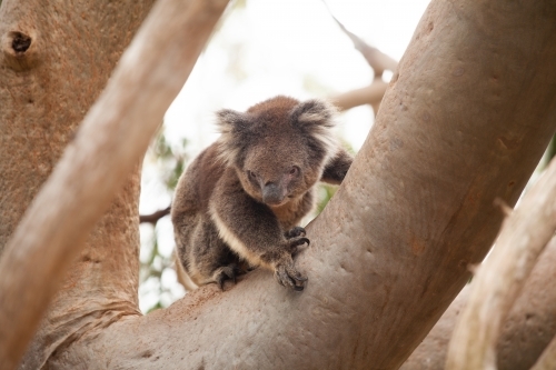 Koala in a tree