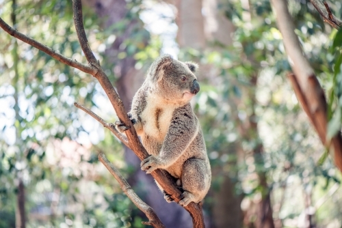 Koala looking out to the side on a bare eucalyptus branch - Australian Stock Image