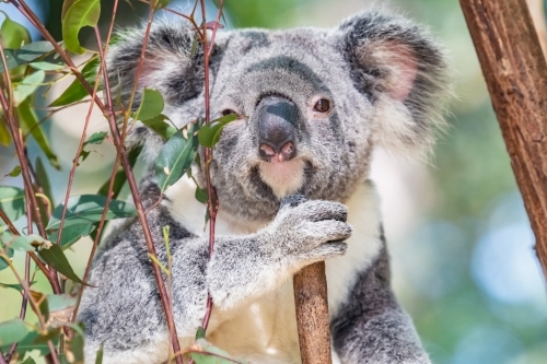 Koala shaded by eucalyptus leaves. - Australian Stock Image
