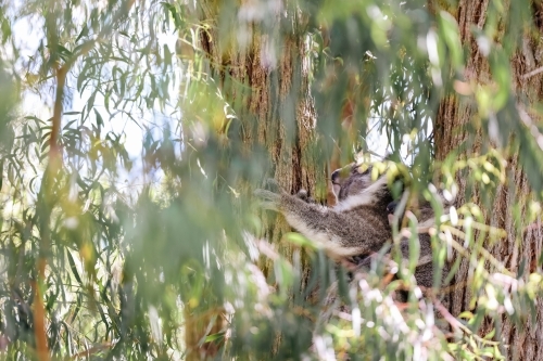 Koala sitting in gum tree partially obscured by leaves - Australian Stock Image