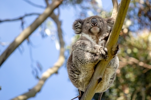 Koala sitting on tree branch shot from below - Australian Stock Image