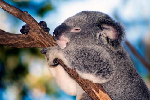 Koala sleeping in a tree taken from a side angle - Australian Stock Image