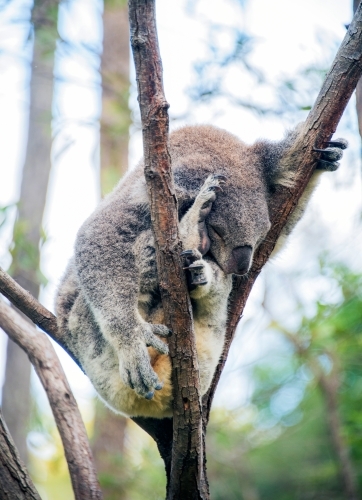 Koala sleeping in a wildlife centre on a branch - Australian Stock Image