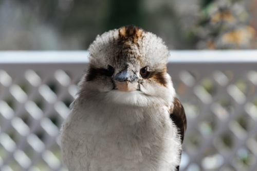 Kookaburra front view - Australian Stock Image