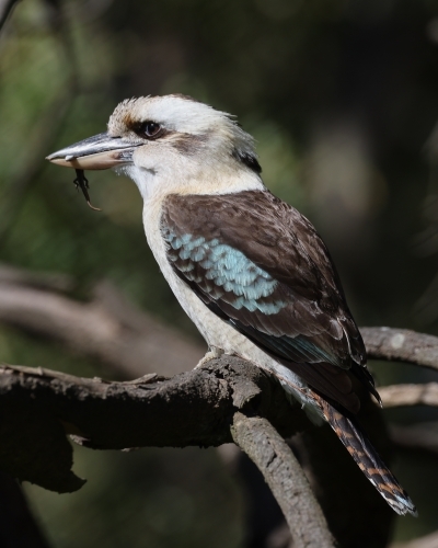 Kookaburra Holding a Lizard in its Beak - Australian Stock Image