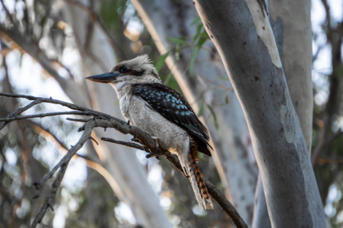 Kookaburra in a gumtree, sitting on a branch - Australian Stock Image