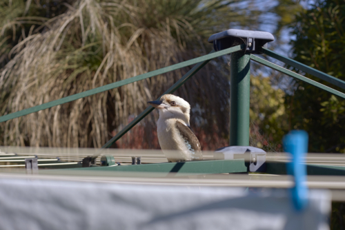 Kookaburra in a suburban backyard, perched on the hills hoist washing line - Australian Stock Image