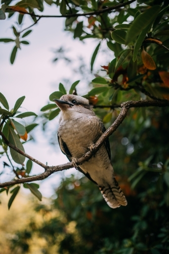 Kookaburra in a tree - Australian Stock Image