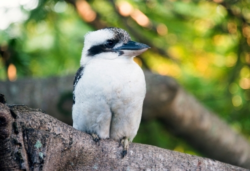 Kookaburra in the morning light - Australian Stock Image