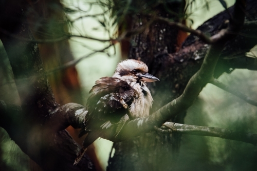 Kookaburra in tree - Australian Stock Image