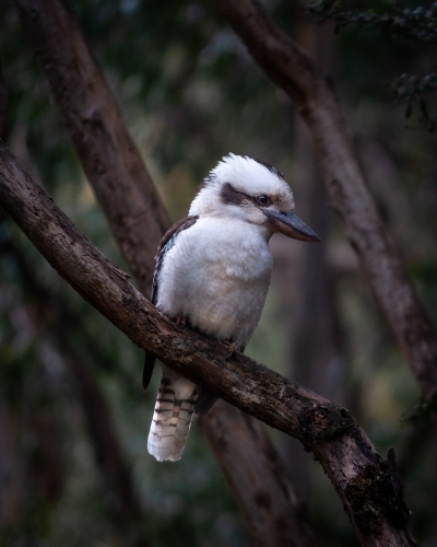 Australian Kookaburra Perched in a Dark, Moody Native Forest - Australian Stock Image