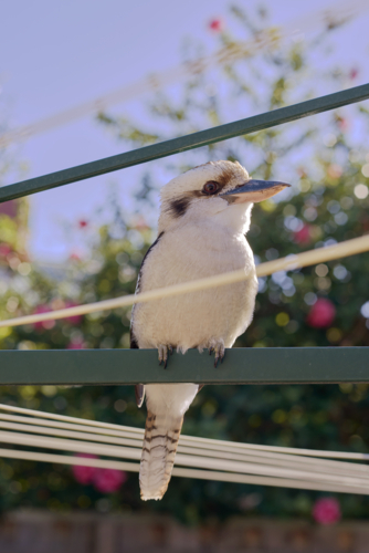 Kookaburra perched on backyard washing line - Australian Stock Image