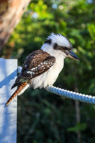 Kookaburra perched on rope - Australian Stock Image