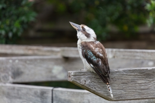 Kookaburra perched on wooden beam looking for food - Australian Stock Image