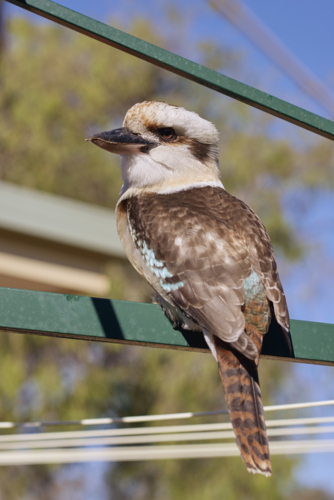 Kookaburra resting on backyard hills hoist washing line - Australian Stock Image
