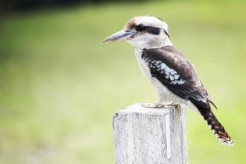 Kookaburra sitting on a post