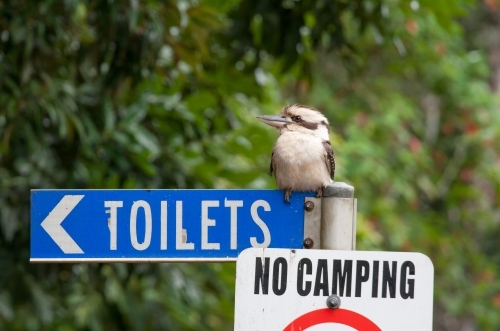 Kookaburra sitting on a sign post - Australian Stock Image