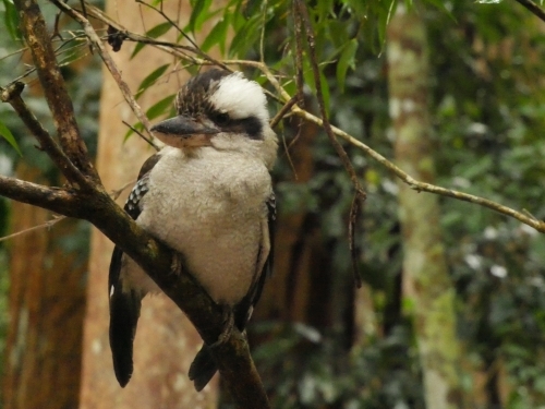 Kookaburra with a stout body perched on a tree. - Australian Stock Image