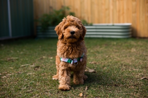 labradoodle pup walking towards the camera - Australian Stock Image