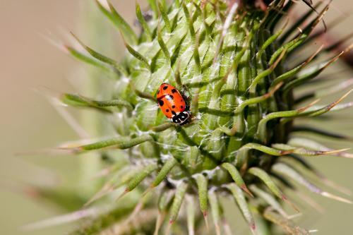 Lady beetle on a thistle - Australian Stock Image