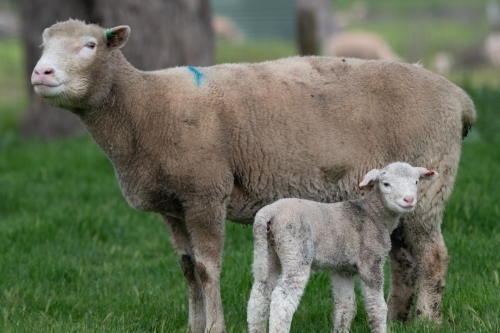 Lamb and sheep together on a green pastured farm. - Australian Stock Image