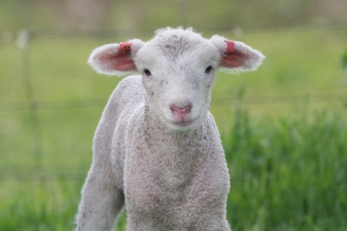 Lamb looking at camera. - Australian Stock Image