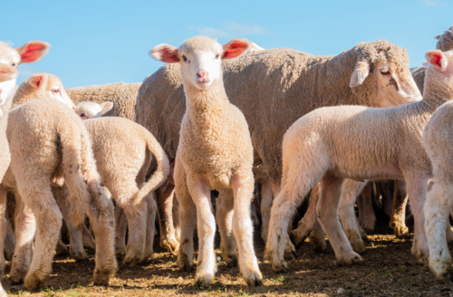 Lamb looking at camera surrounded by sheep & other lambs - Australian Stock Image