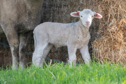 Lamb looks at camera next to mother sheep - Australian Stock Image