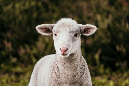 Lamb looks at the camera. - Australian Stock Image
