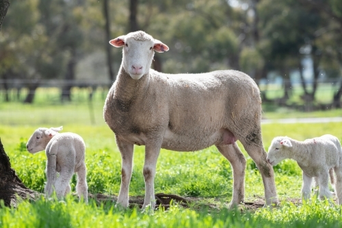 Lambs and sheep together on a green pastured farm next to a tree. - Australian Stock Image