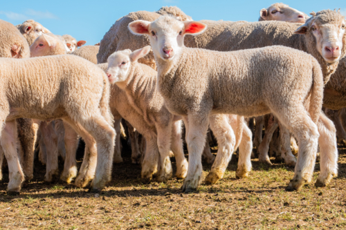 Lambs at a sheep farm all together - Australian Stock Image