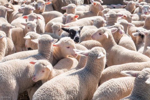Lambs at a sheep farm with a black sheep in the middle - Australian Stock Image