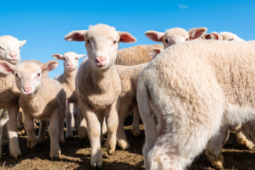 Lambs checking out the camera - Australian Stock Image