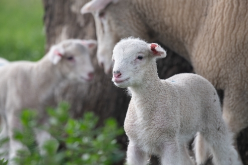 Lambs with sheep in the background on a green pastured farm.