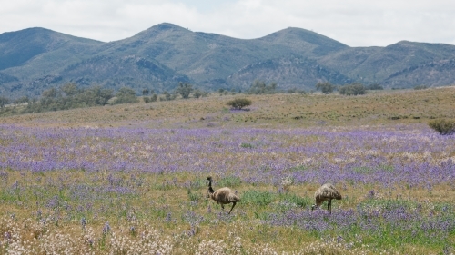 Landscape of the Flinders Ranges with wild flowers and emu - Australian Stock Image