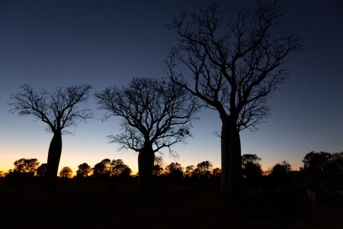 landscape shot of three tall Boab trees at sunset - Australian Stock Image