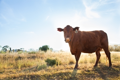 Landscape with close up single brown cow on Aussie farm - Australian Stock Image